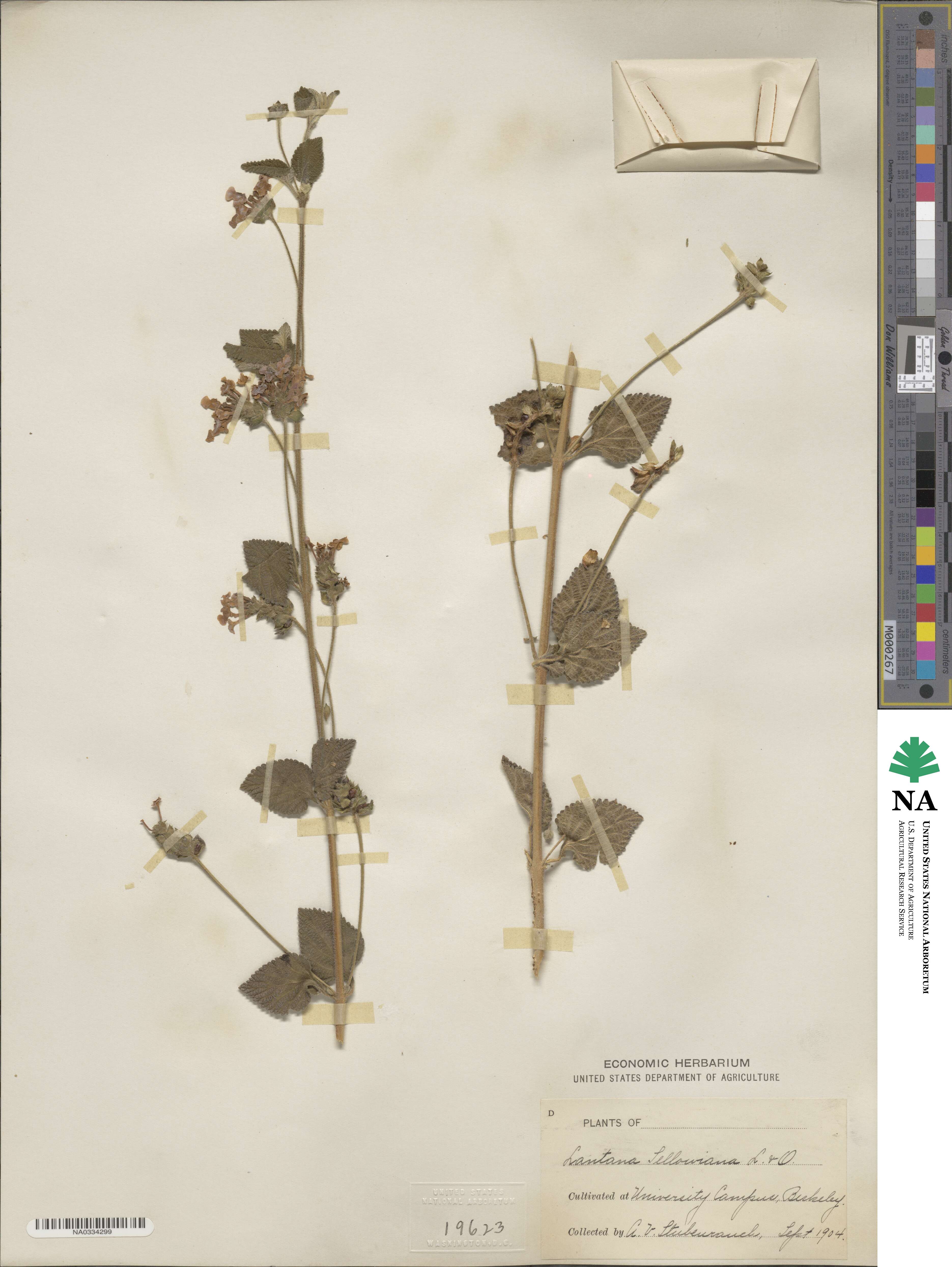 Lantana montevidensis image