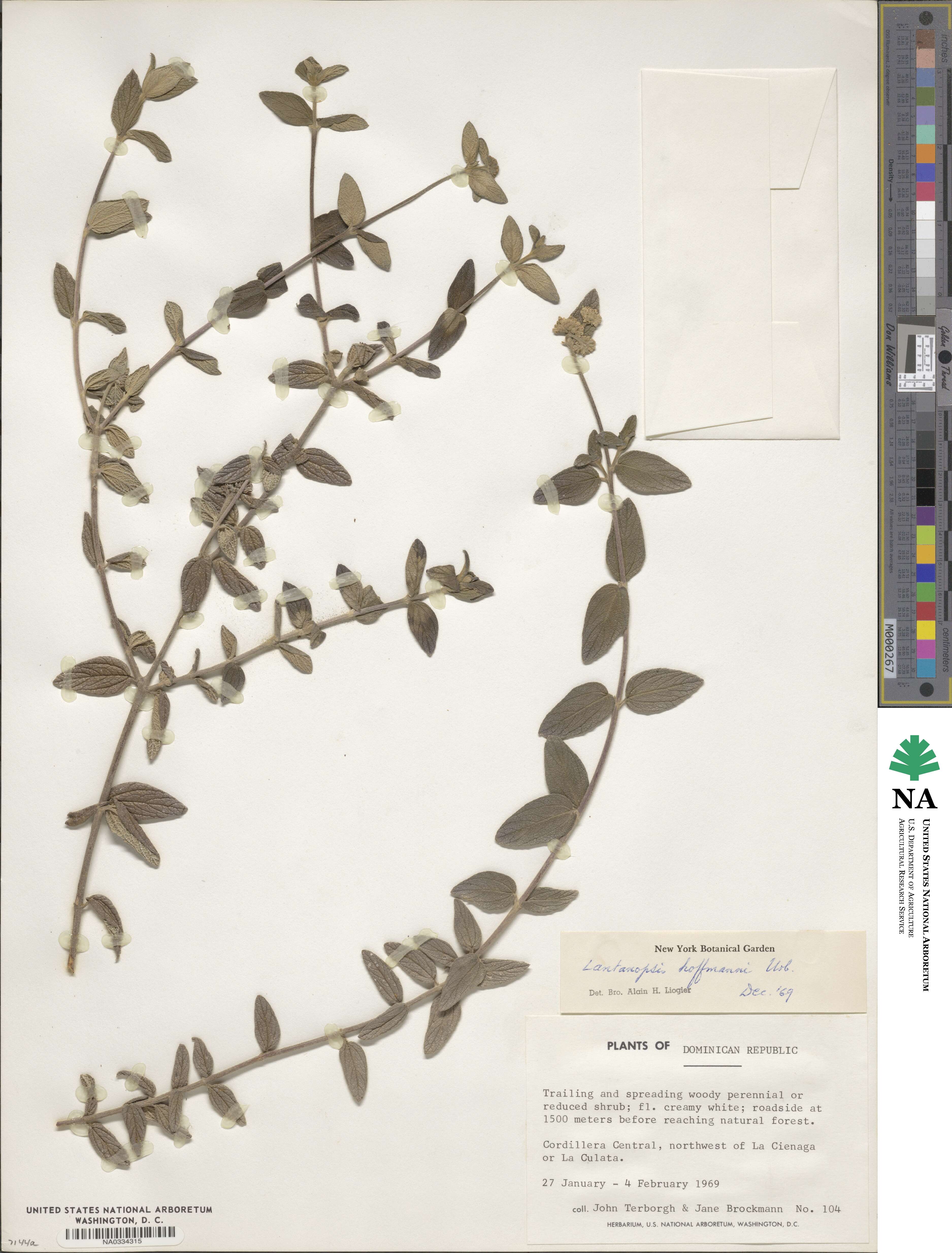 Lantanopsis image