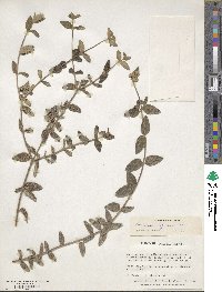 Image of Lantanopsis hoffmannii