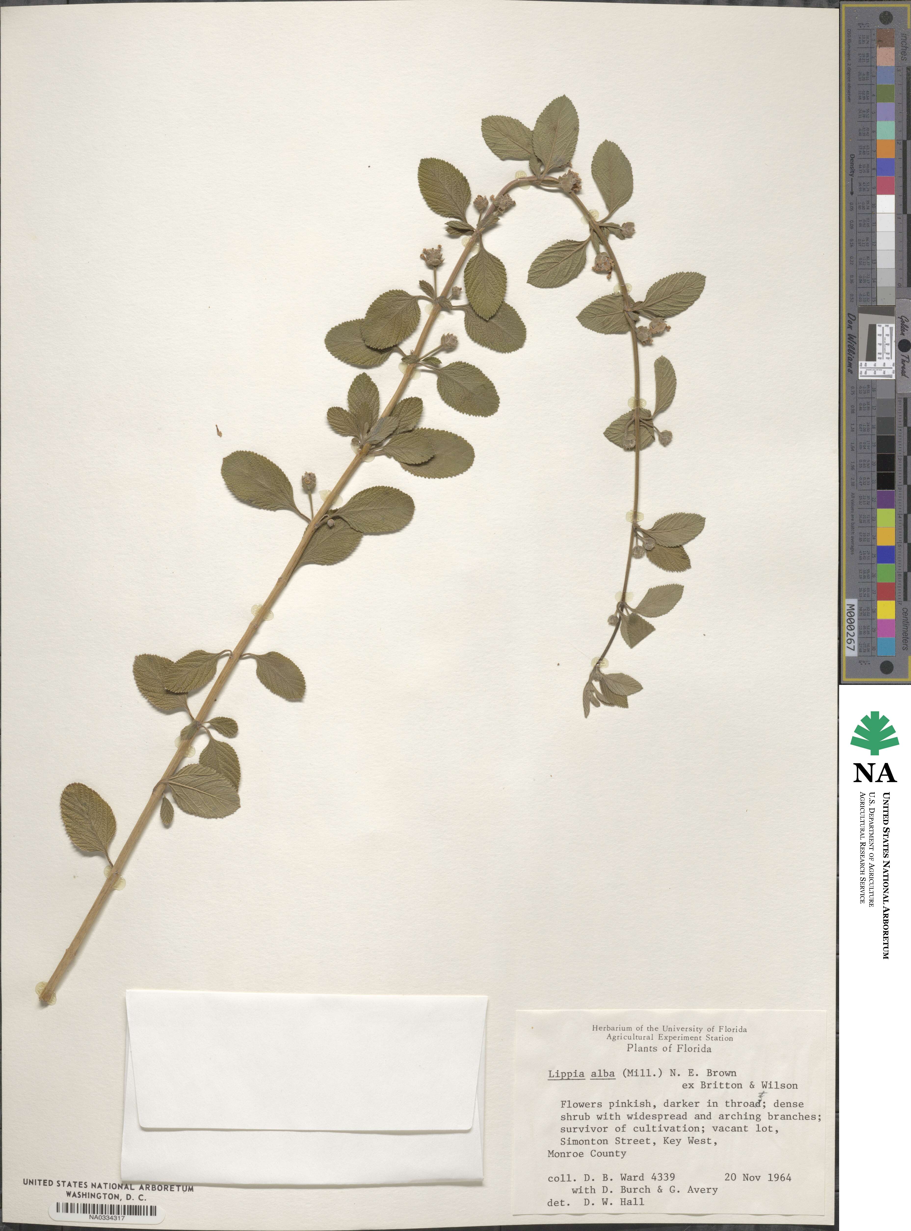 Lippia alba image