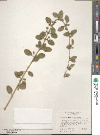 Lippia alba image