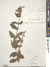 Lippia alba image