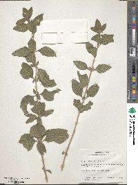 Lippia alba image