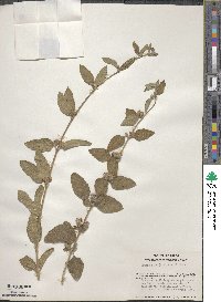 Lippia alba image