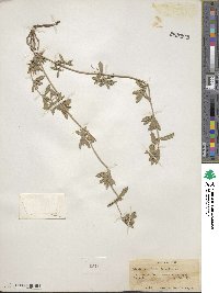 Lippia cuneifolia image