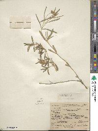 Lippia cuneifolia image