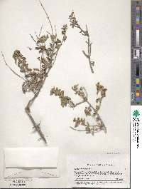 Image of Lippia origanoides