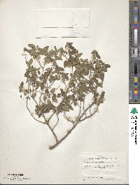 Lippia origanoides image