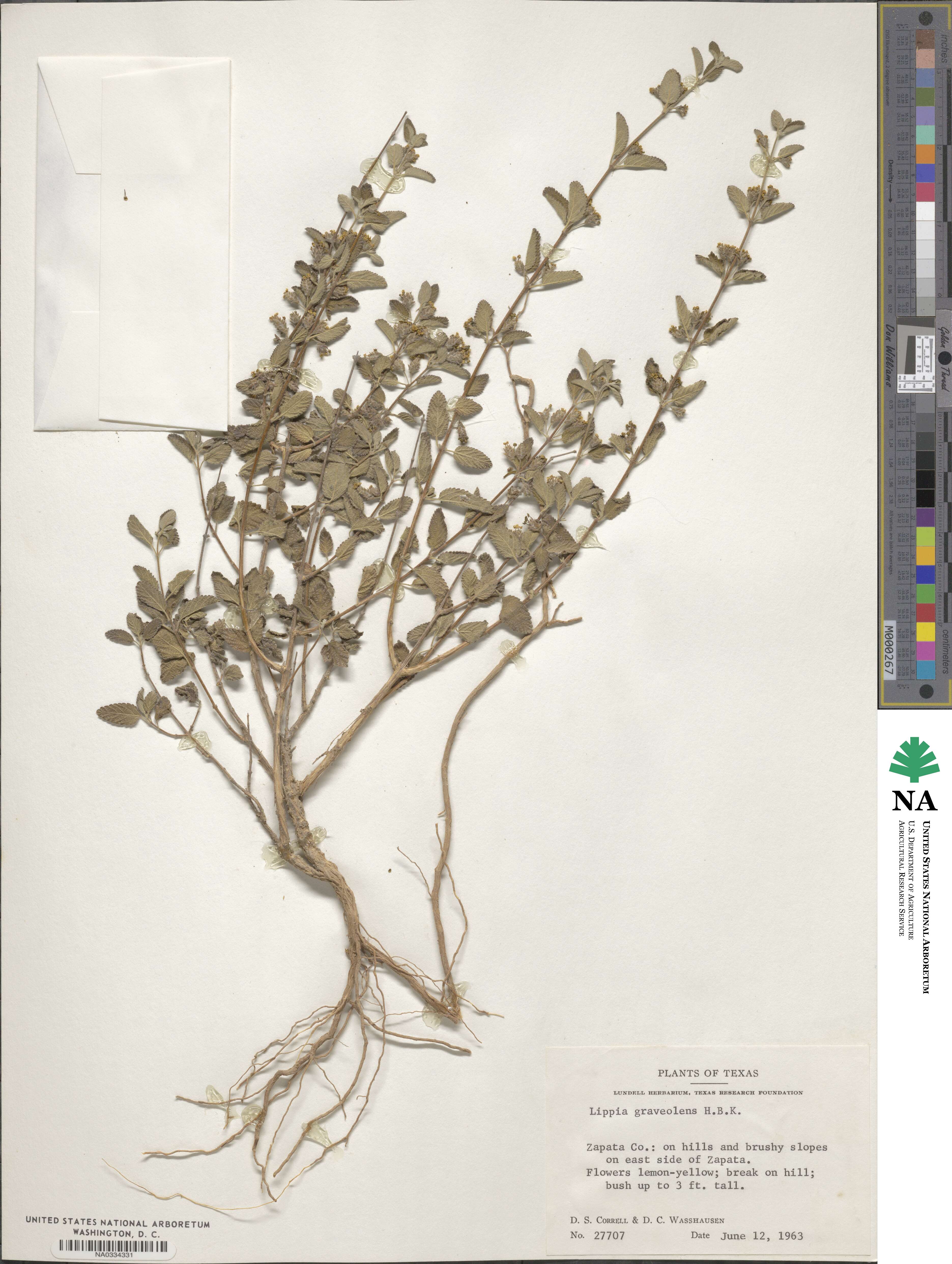 Lippia origanoides image