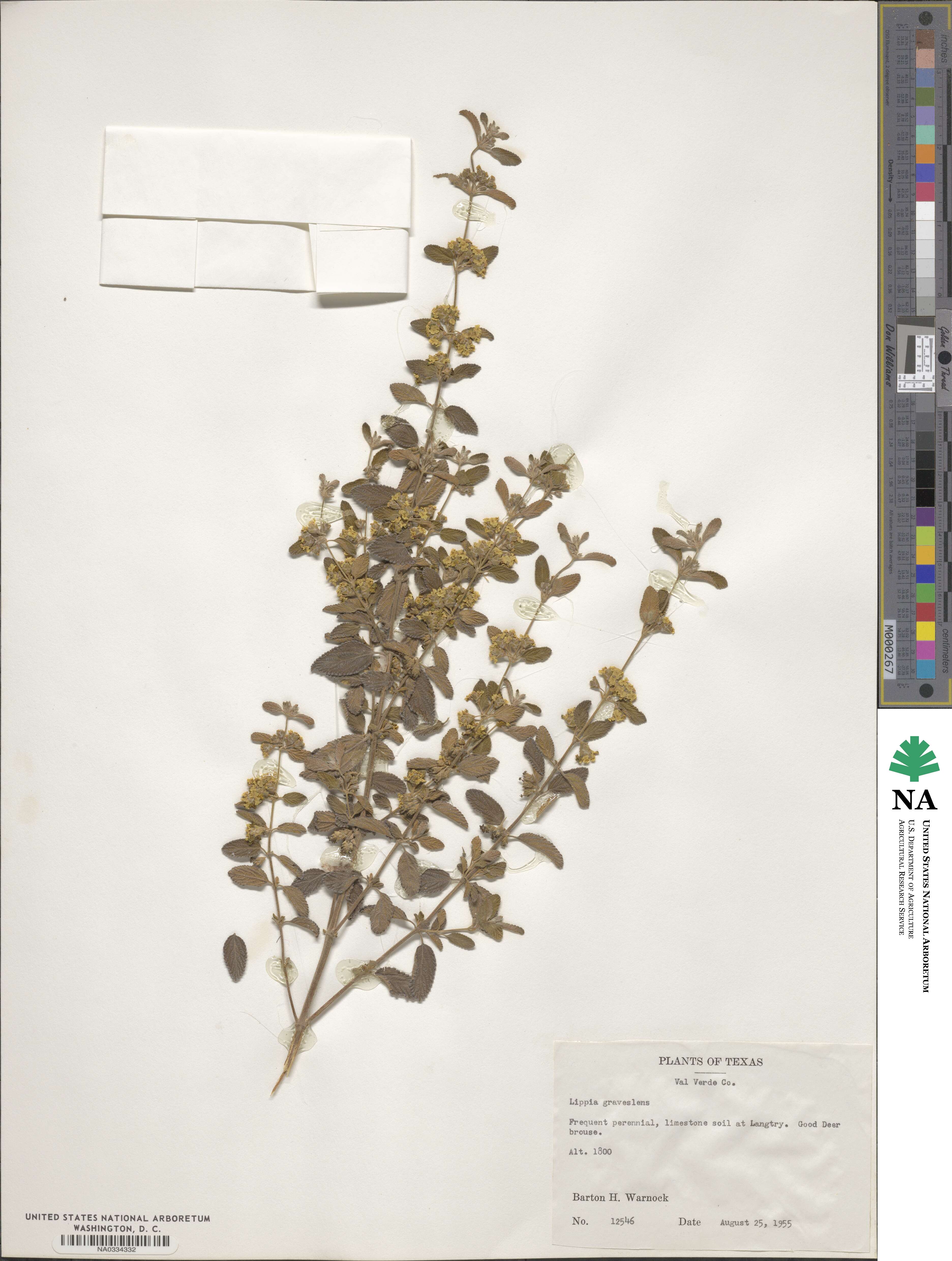 Lippia origanoides image