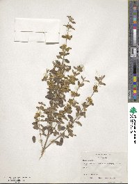 Lippia origanoides image