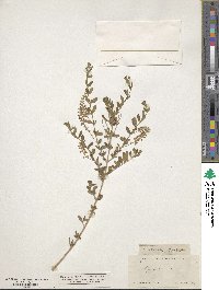 Aloysia gratissima image