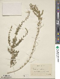 Aloysia gratissima image