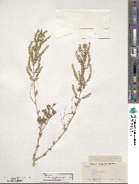 Aloysia gratissima image