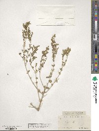 Aloysia gratissima image