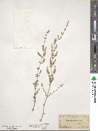 Aloysia gratissima image