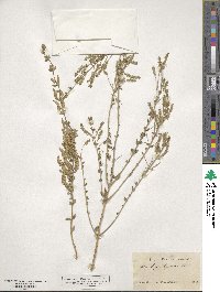 Aloysia gratissima image