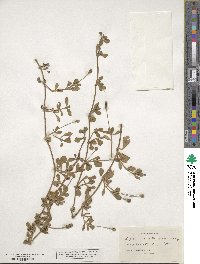 Phyla nodiflora image