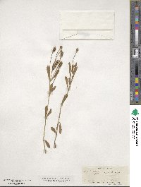 Phyla nodiflora image