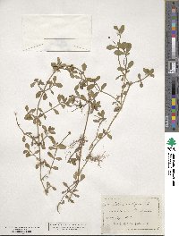 Phyla nodiflora image