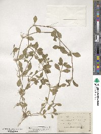 Phyla nodiflora image