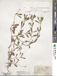 Phyla nodiflora image