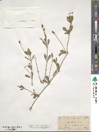Phyla nodiflora image