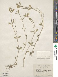 Phyla nodiflora image