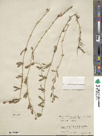 Phyla nodiflora image