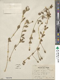 Phyla nodiflora image