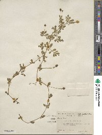 Phyla nodiflora image