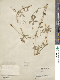 Phyla nodiflora image