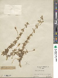 Phyla nodiflora image