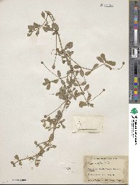 Phyla nodiflora image