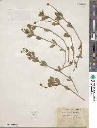 Phyla nodiflora image
