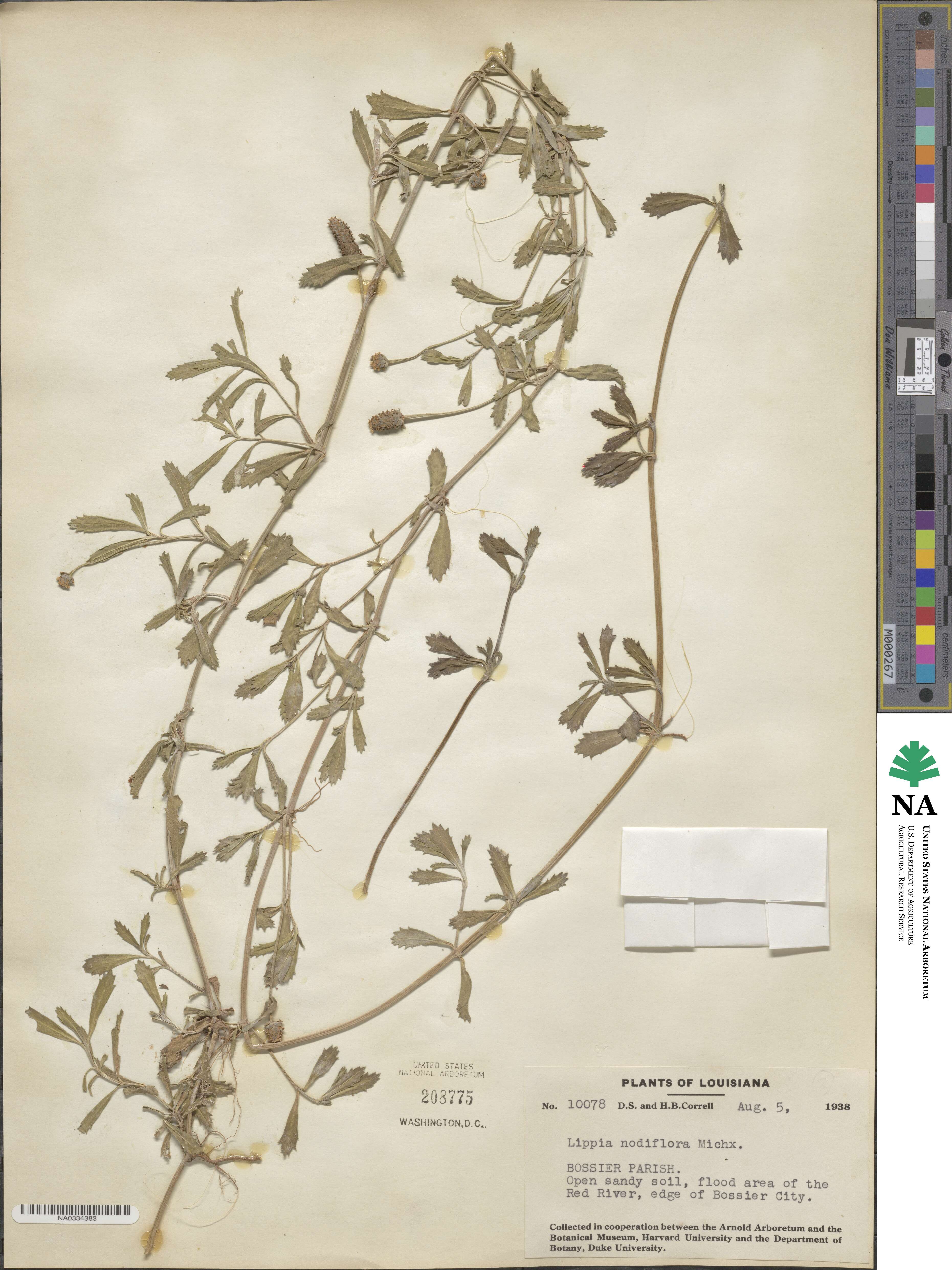 Phyla nodiflora image