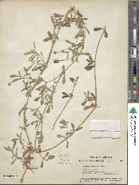 Phyla nodiflora image