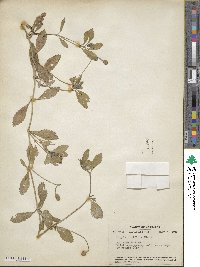 Phyla nodiflora image
