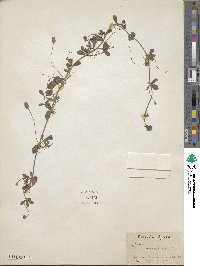 Phyla nodiflora image