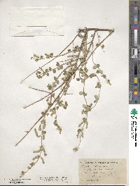 Lippia wrightii image