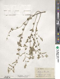 Lippia wrightii image