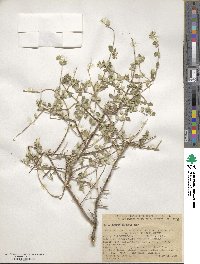 Lippia wrightii image