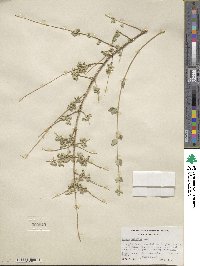 Lippia wrightii image