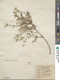 Lippia wrightii image