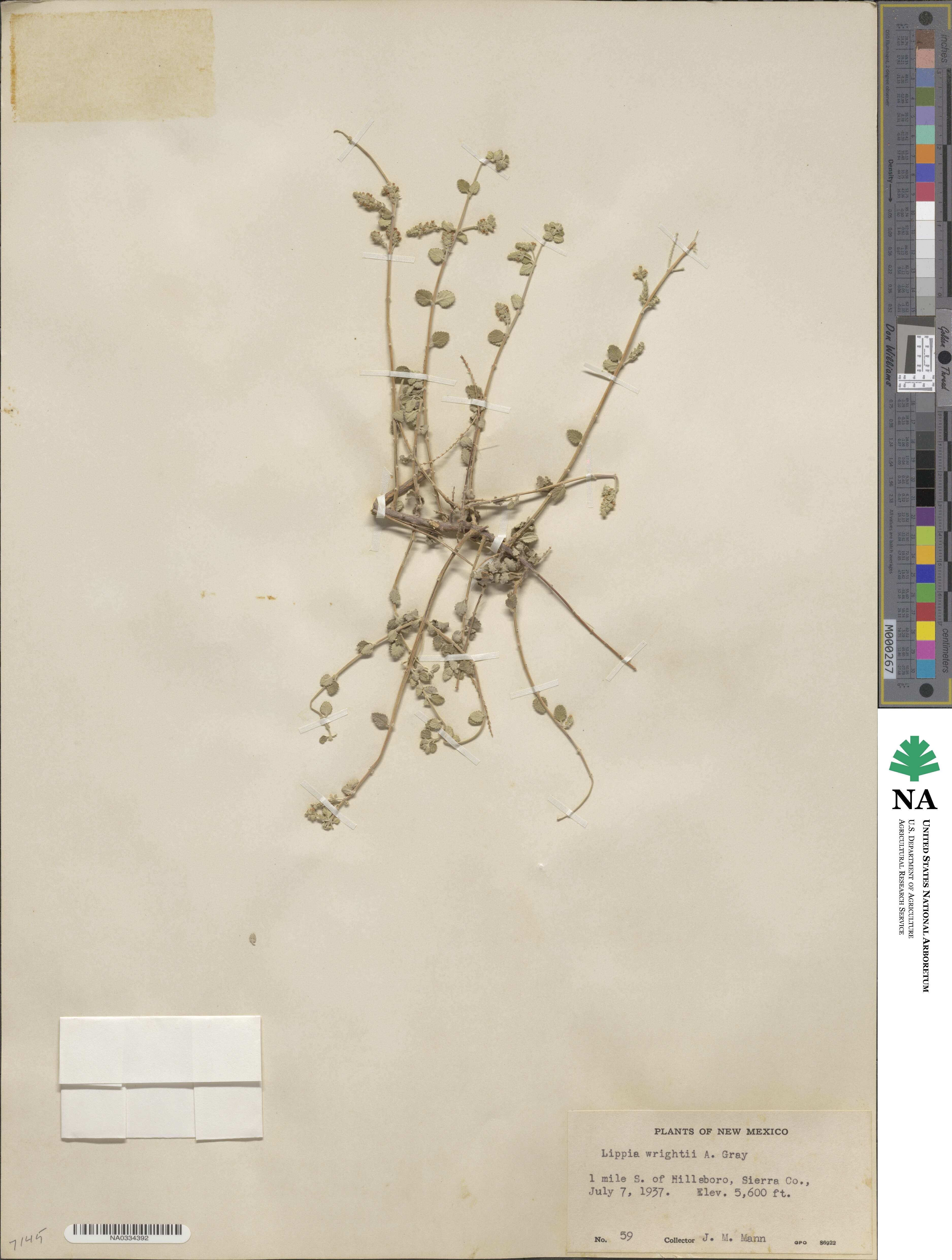 Lippia wrightii image