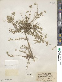 Lippia wrightii image