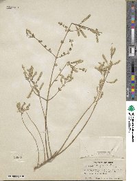 Lippia wrightii image