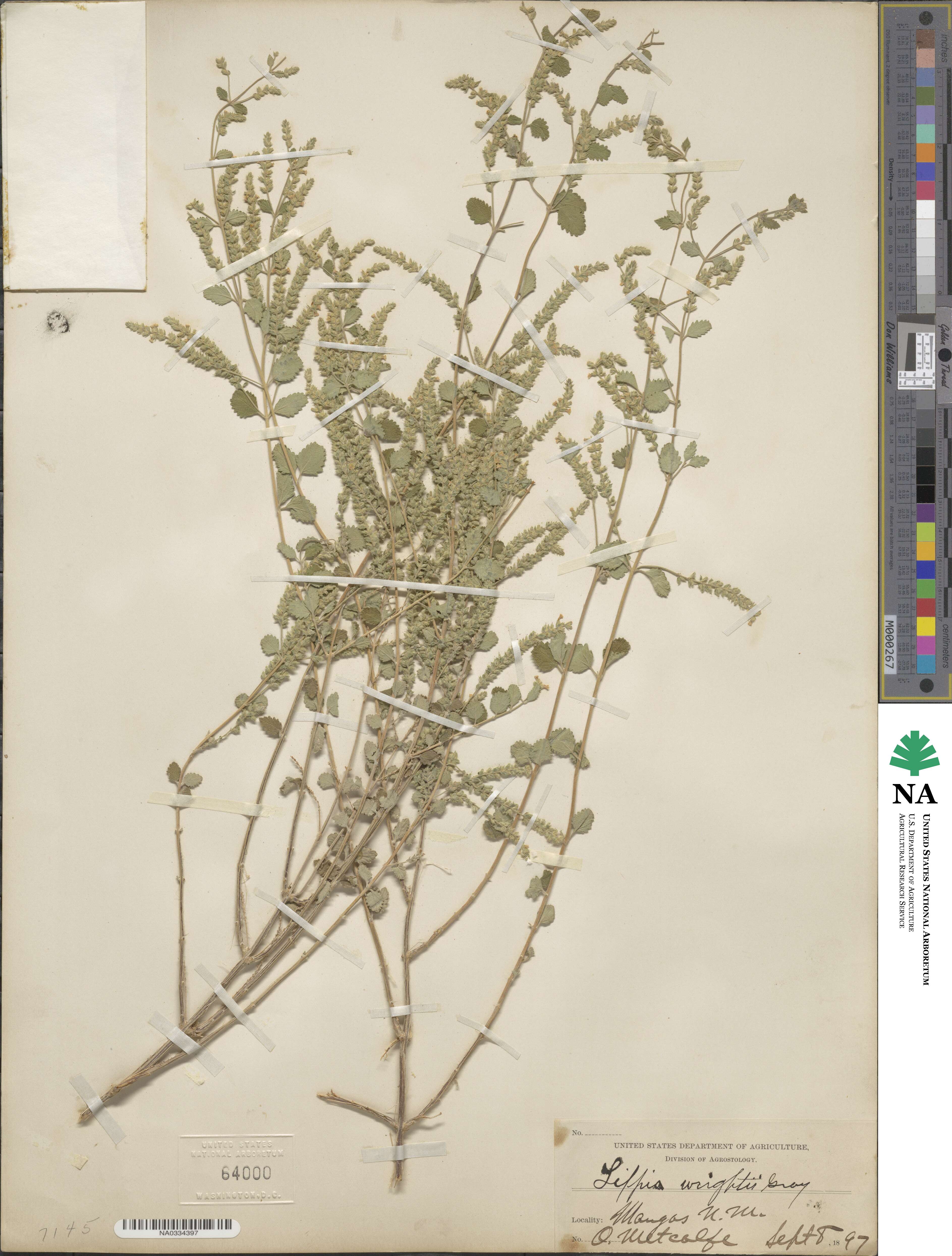 Lippia image