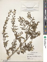 Image of Lippia americana