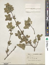 Aloysia barbata image